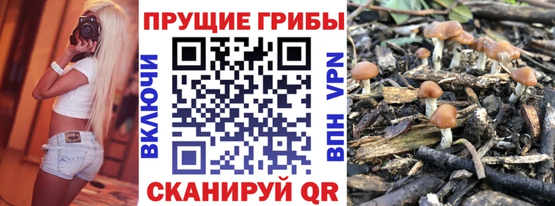 Галлюциногенные грибы Psilocybe  ссылка на мегу рабочий сайт  Шумерля  где найти наркотики 